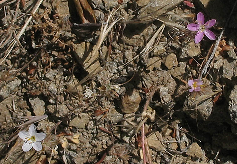 Detailed Picture 6 of Linanthus