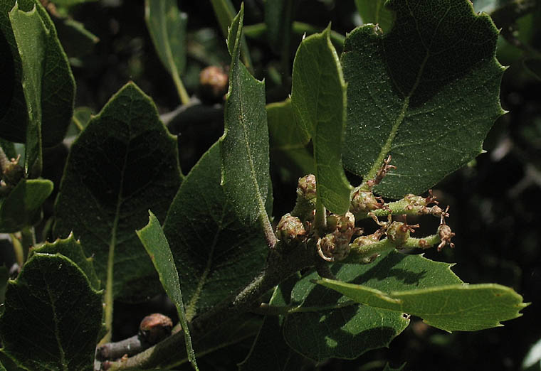Detailed Picture 4 of Interior Live Oak