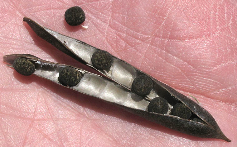 Detailed Picture 10 of Spring Vetch