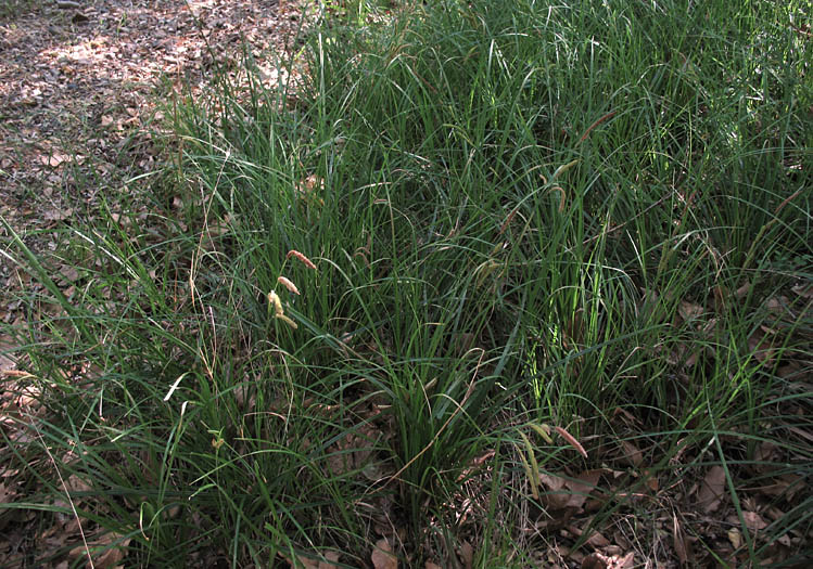 Detailed Picture 5 of Santa Barbara sedge