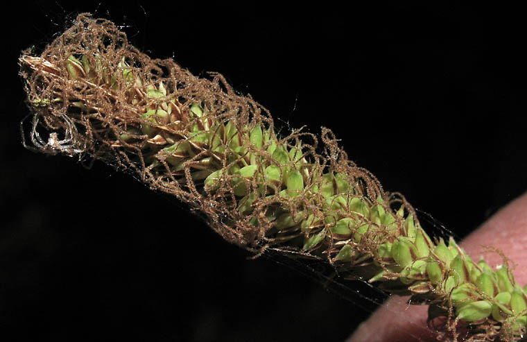 Detailed Picture 1 of Santa Barbara sedge