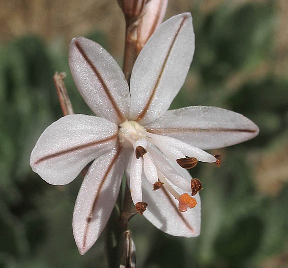 Detailed Picture 1 of Onionweed
