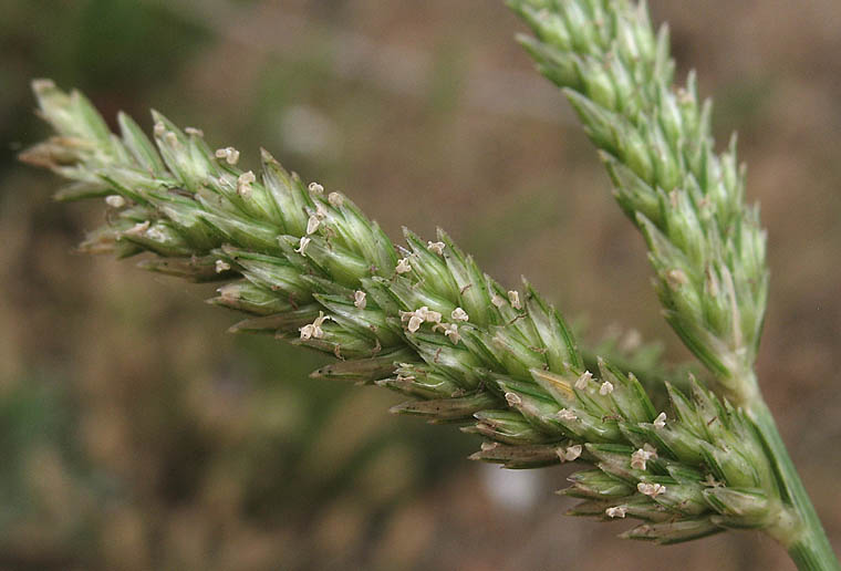 Detailed Picture 2 of India Goosegrass