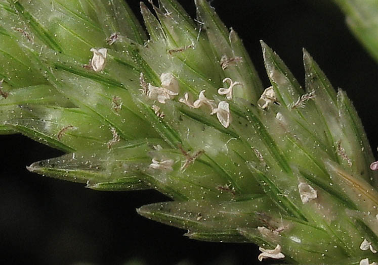Detailed Picture 3 of India Goosegrass
