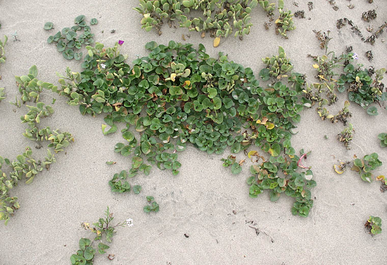 Detailed Picture 6 of Beach Morning-glory