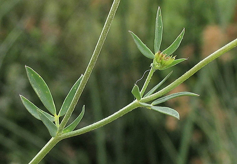 Detailed Picture 6 of Birdfoot Trefoil