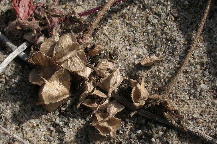 Detailed Picture 7 of Pink Sand Verbena