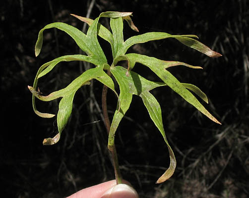 Detailed Picture 7 of Scarlet Larkspur