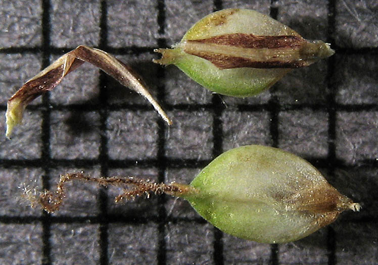 Detailed Picture 7 of Santa Barbara sedge