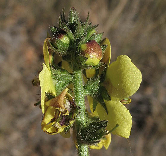 Detailed Picture 2 of Wand Mullein