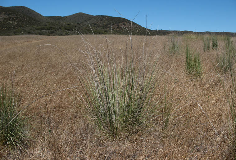 Detailed Picture 5 of Tall Wheat Grass