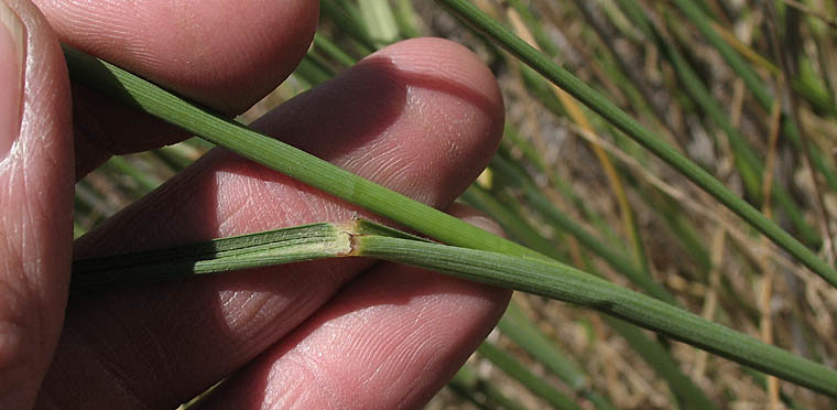Detailed Picture 7 of Tall Wheat Grass