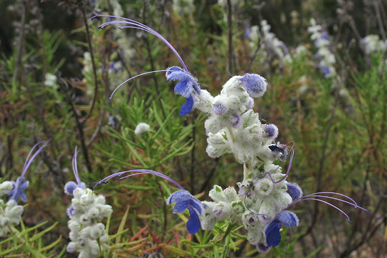 Detailed Picture 5 of Woolly Blue-curls