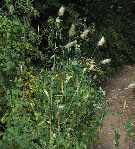 Detailed Picture 5 of Bristly Dogtail Grass