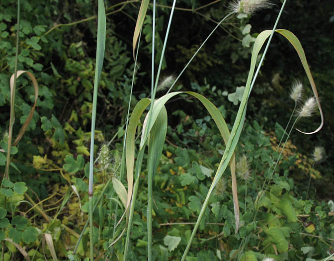 Detailed Picture 4 of Bristly Dogtail Grass