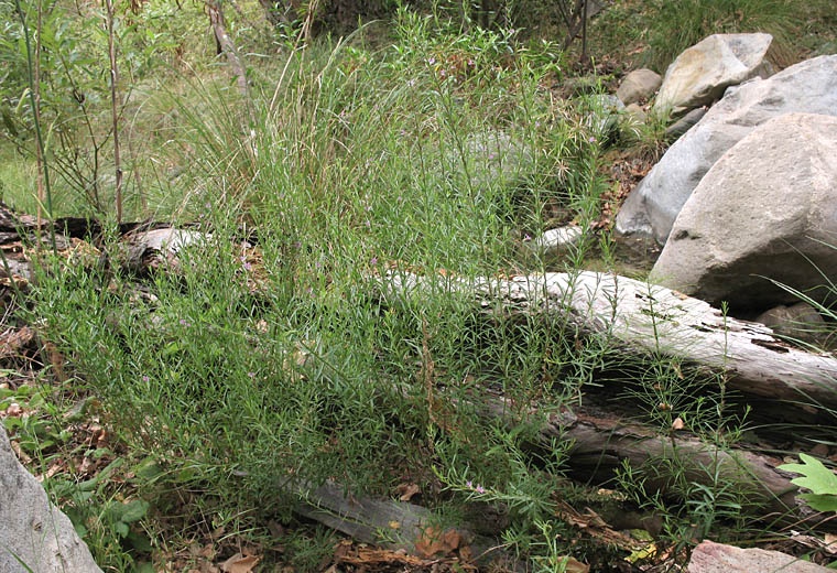 Detailed Picture 5 of California Loosestrife