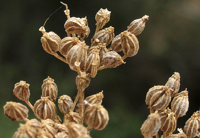 Detailed Picture 8 of Poison Hemlock