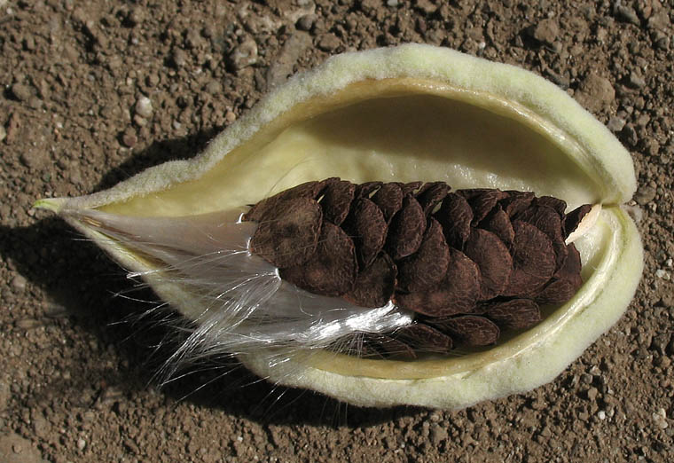 Detailed Picture 7 of California Milkweed