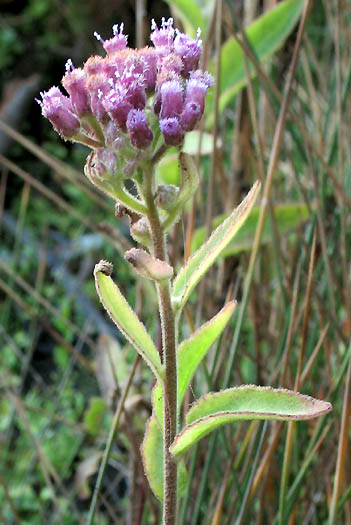 Detailed Picture 3 of Salt Marsh Fleabane