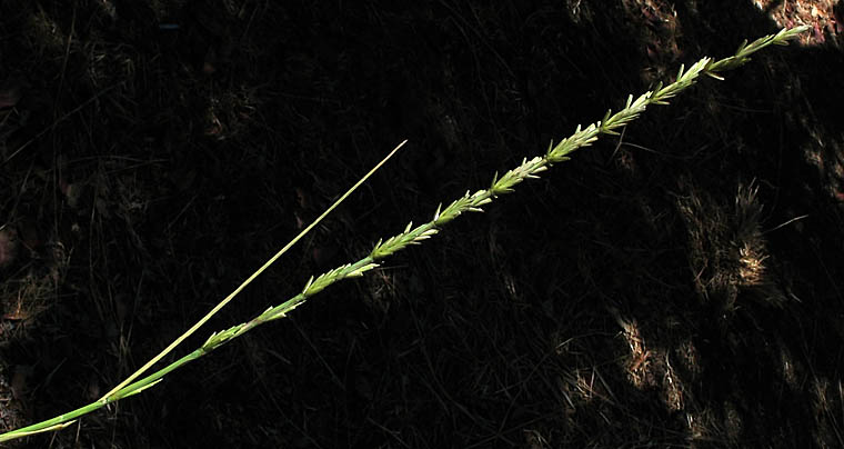 Detailed Picture 1 of Tall Wheat Grass