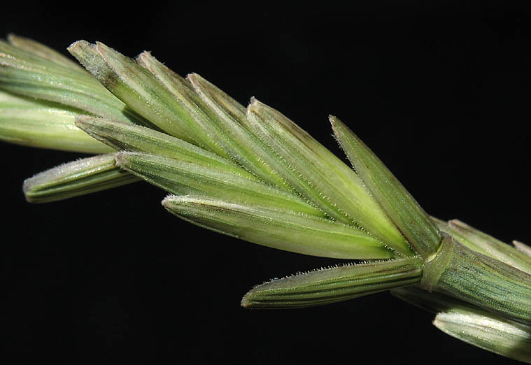 Detailed Picture 4 of Tall Wheat Grass
