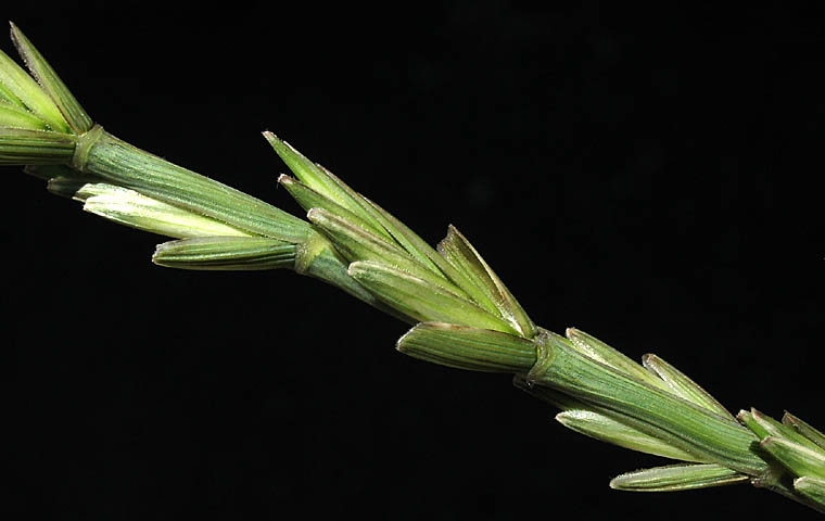 Detailed Picture 3 of Tall Wheat Grass