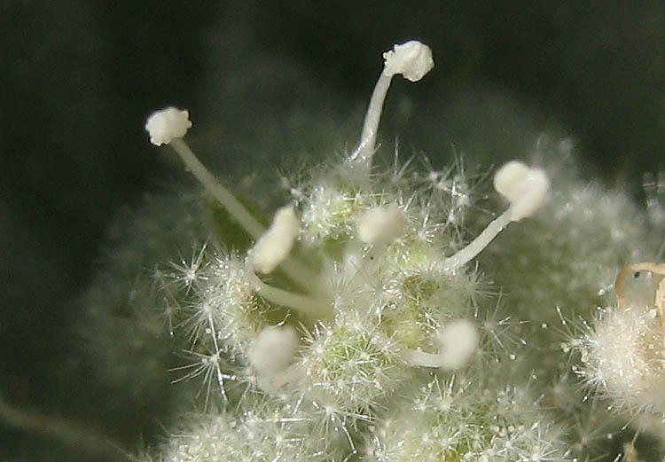 Detailed Picture 2 of Turkey Mullein