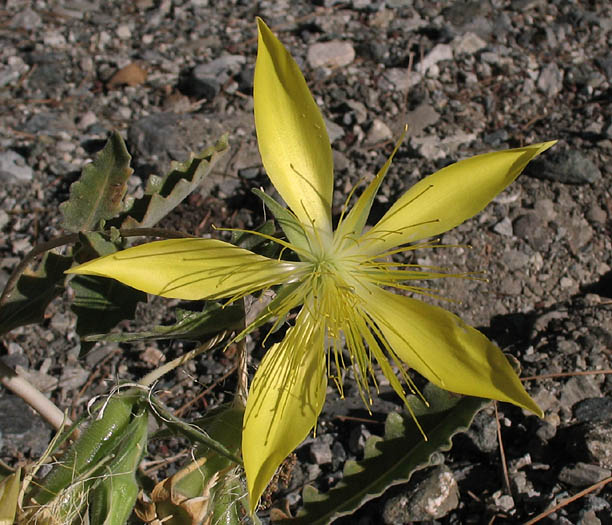 Detailed Picture 1 of Smoothstem Blazing Star