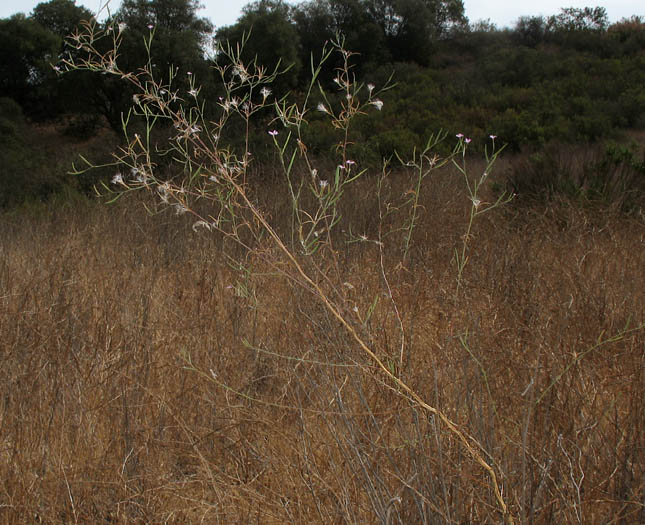 Detailed Picture 4 of Field Willow-herb