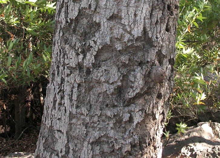 Detailed Picture 10 of Coast Live Oak