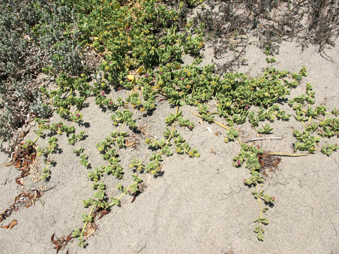 Detailed Picture 5 of Red Sand Verbena