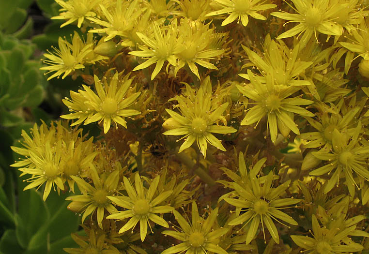 Detailed Picture 3 of Canary Islands Aeonium