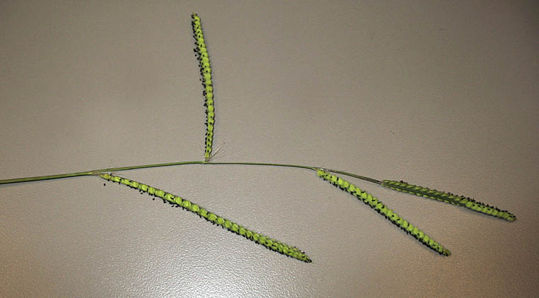 Detailed Picture 4 of Dallis Grass