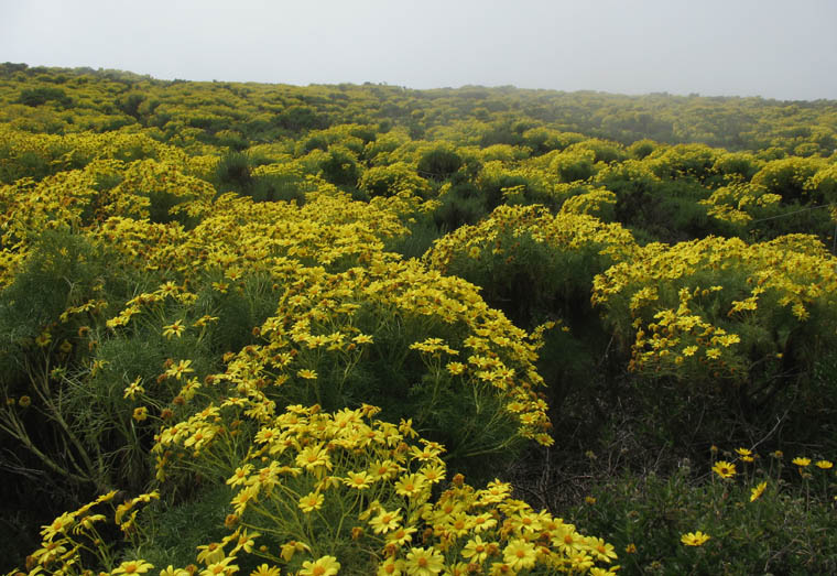 Detailed Picture 5 of Giant Coreopsis
