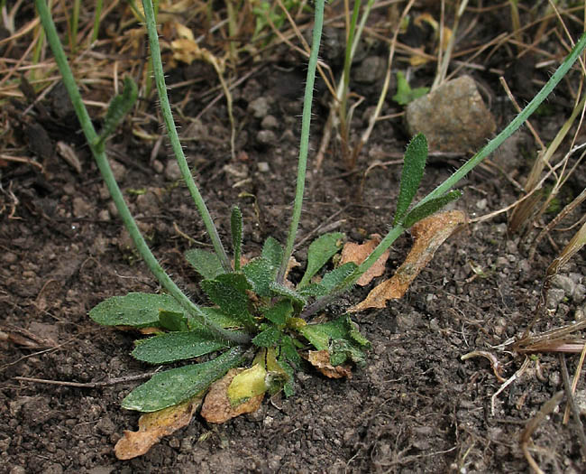 Detailed Picture 6 of Mouse-ear Cress