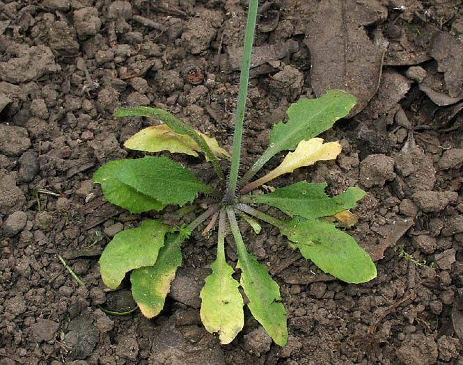 Detailed Picture 7 of Mouse-ear Cress