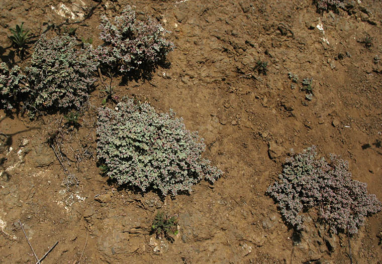 Detailed Picture 5 of Red-gland Spurge