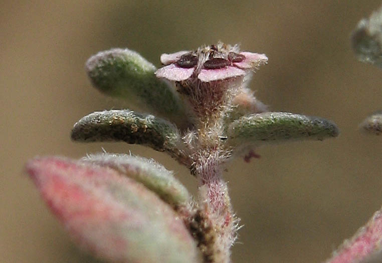 Detailed Picture 2 of Red-gland Spurge