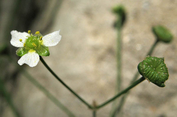 Detailed Picture 3 of Water Plantain