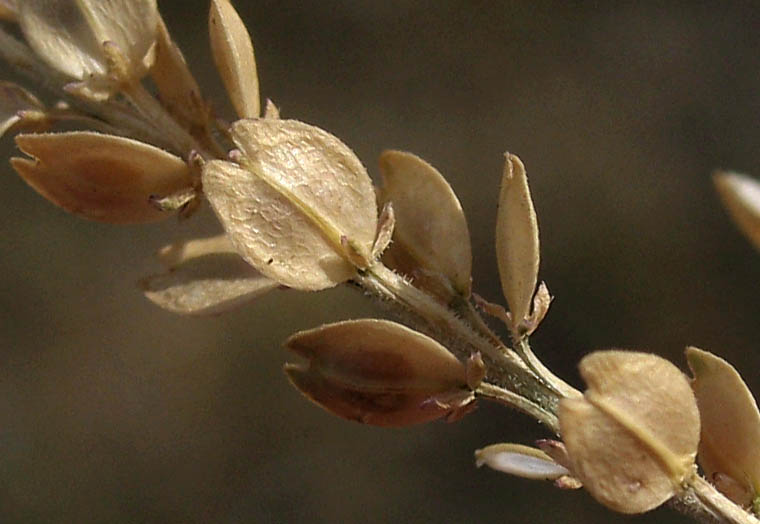 Detailed Picture 8 of Upright Pepperweed