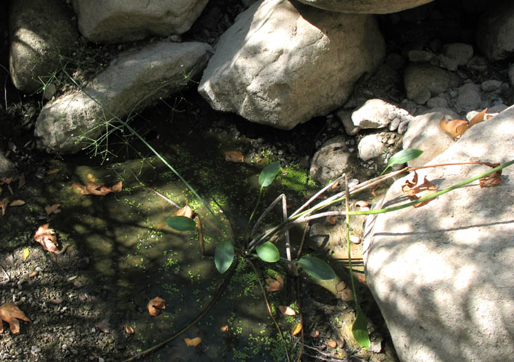 Detailed Picture 7 of Water Plantain