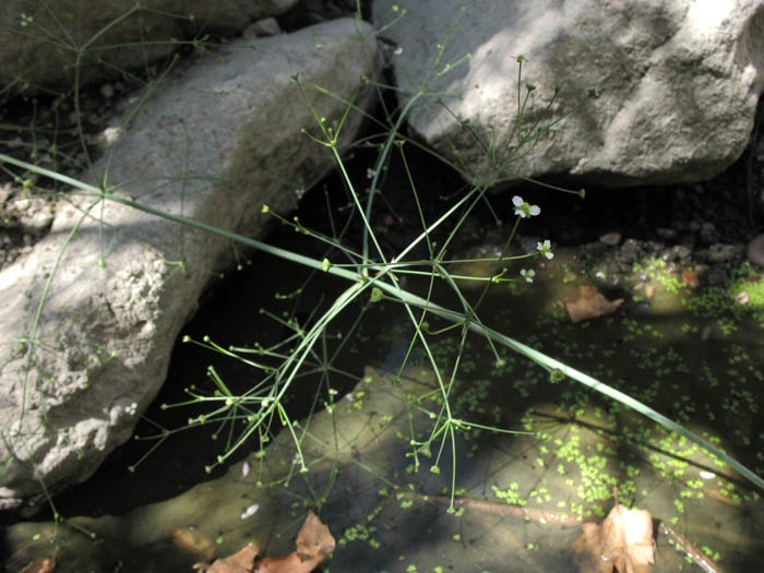 Detailed Picture 5 of Water Plantain