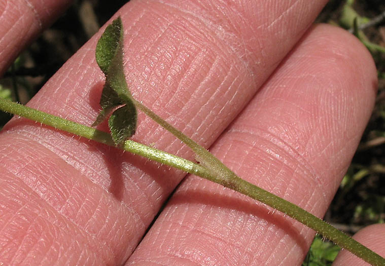 Detailed Picture 5 of Woodland Star