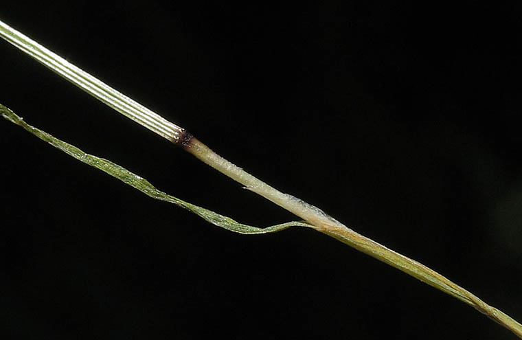 Detailed Picture 6 of Silver Hair Grass