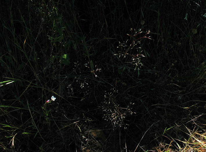 Detailed Picture 4 of Silver Hair Grass