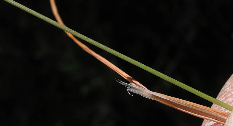 Detailed Picture 7 of Silver Hair Grass