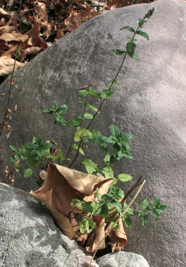 Detailed Picture 4 of Spearmint