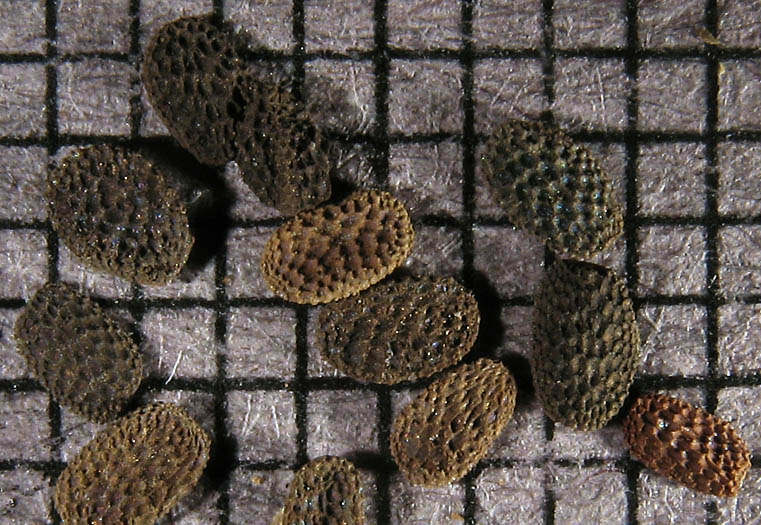 Detailed Picture 7 of Whispering Bells
