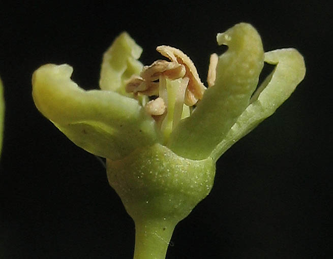 Detailed Picture 2 of Thicket Creeper