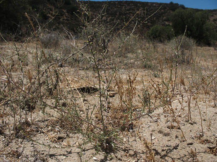 Detailed Picture 8 of Valley Lessingia
